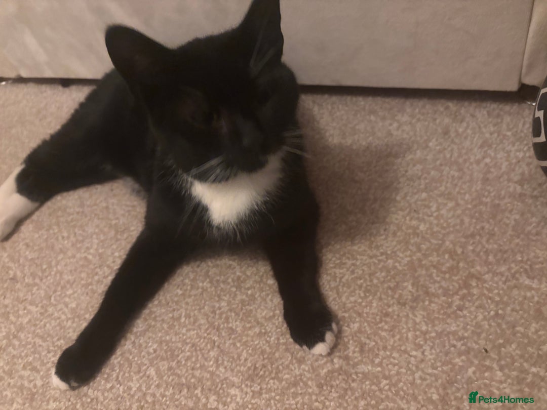 Domestic Shorthair cats for sale: Coco in need of new home  - Image 3