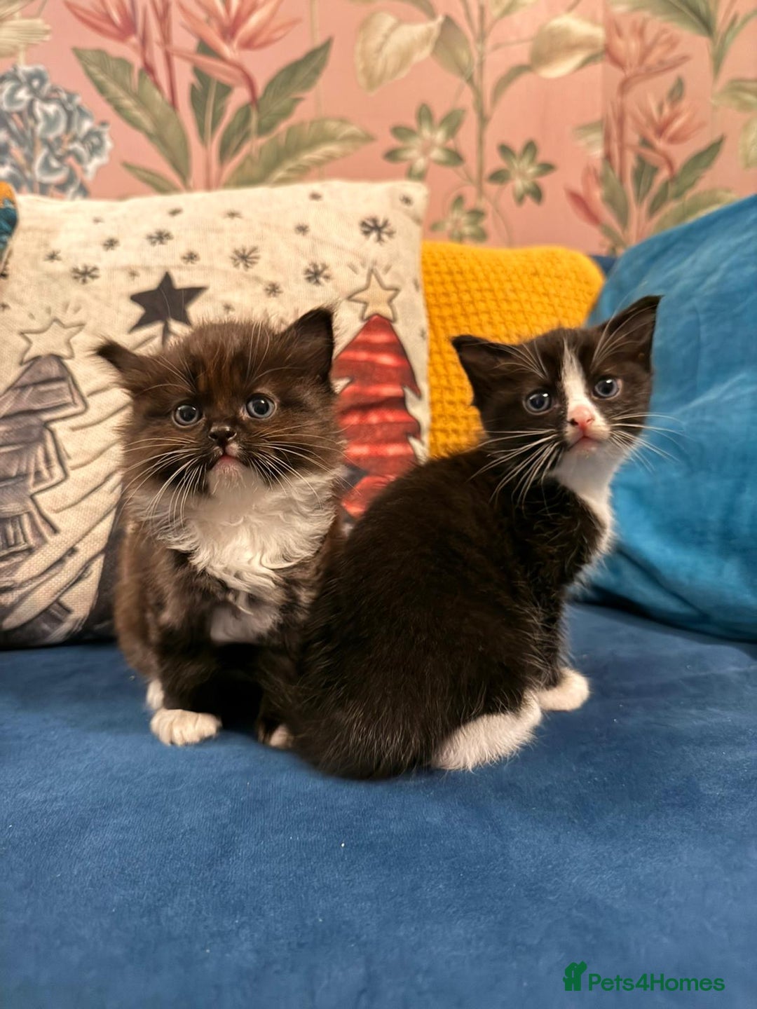 Mixed Breed cats for sale: 4 Beautiful 1\4 ragdoll kittens  - Advert 3