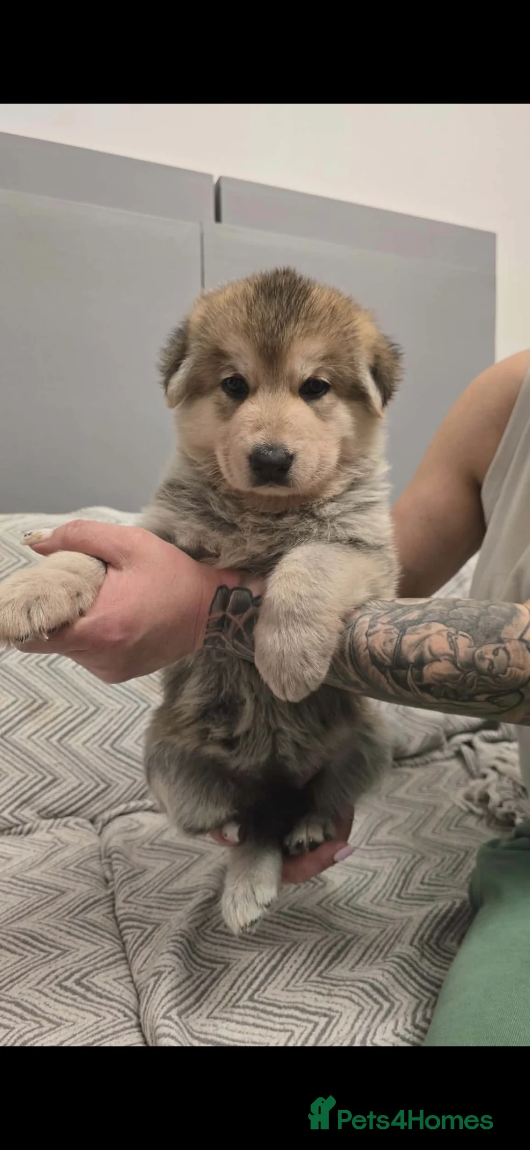 German Shepherd dogs for sale: 6 beautiful German Shepherd puppies - Advert 5