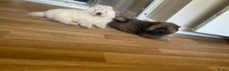 Chow Chow dogs for sale: Puppy Chow chow - Advert 10