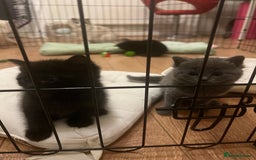 Mixed Breed cats for sale: Beautiful mixed bread kittens  - Image 6