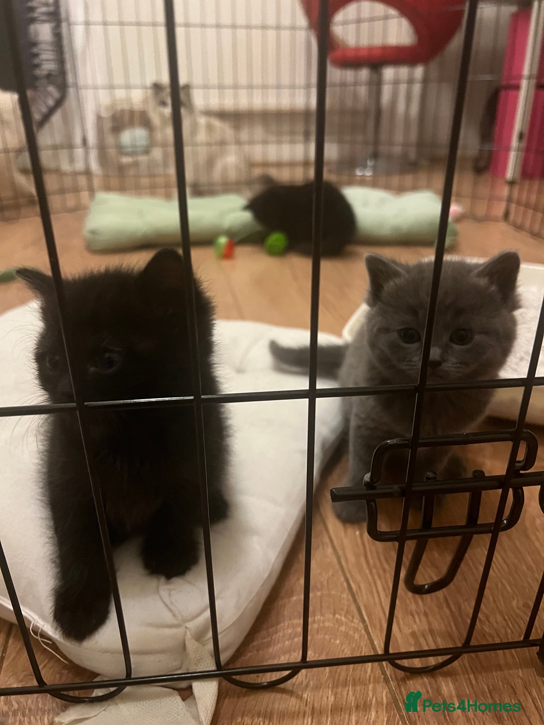 Mixed Breed cats for sale: Beautiful mixed bread kittens  - Image 6
