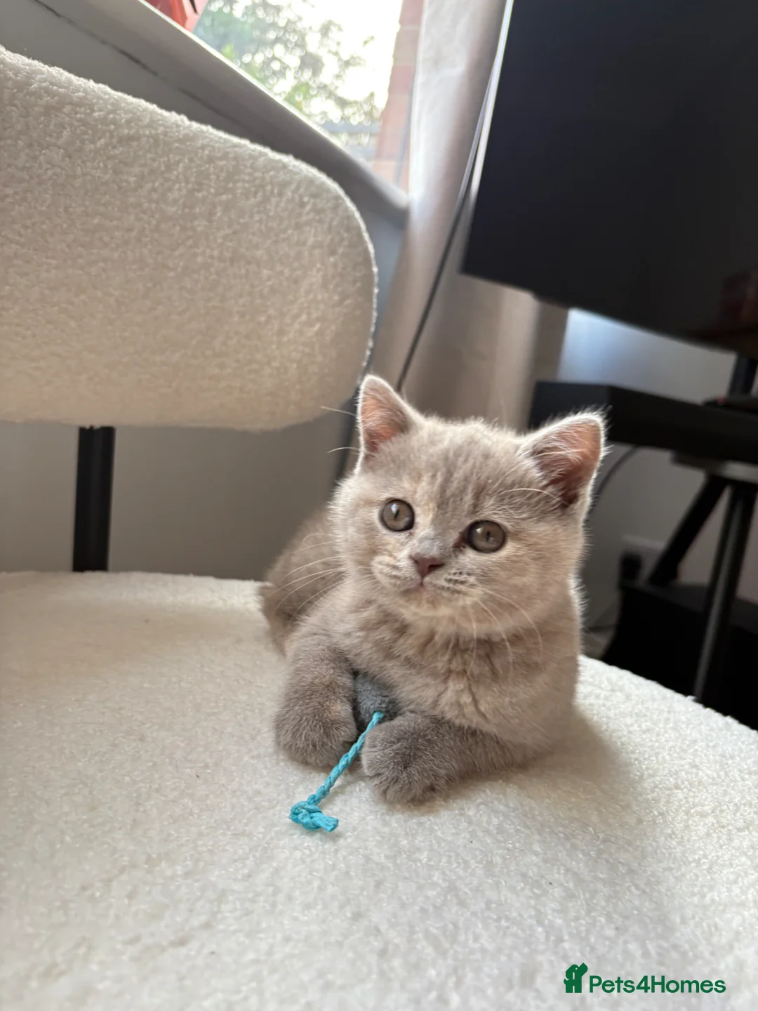 British Shorthair cats for sale: 🩷8 week old Lilac British Shorthair kitten🩷 - Advert 1