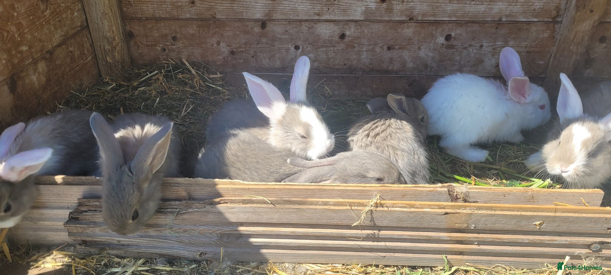 Mixed Breed rabbits Continetal  giant - Advert 1