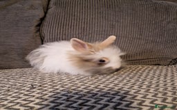 Lionhead rabbits for sale: Lionhead baby rabbits  - Image 15