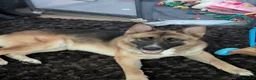Mixed Breed dogs for sale: Adorable German Shepherd x Akita Needs loving Home - Advert 4