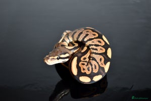 Python Snake reptiles Amazing baby ball pythons - Advert 6