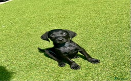 Labrador Retriever dogs for sale: Stunning litter of Black Labrador puppies  in Lydbury North - Image 26