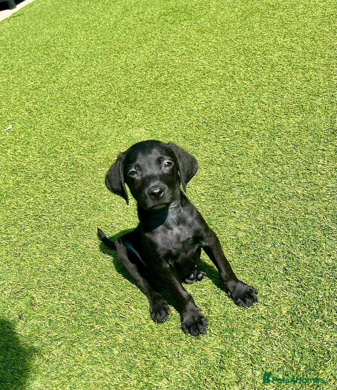Labrador Retriever dogs for sale: Stunning litter of Black Labrador puppies  in Lydbury North - Image 26