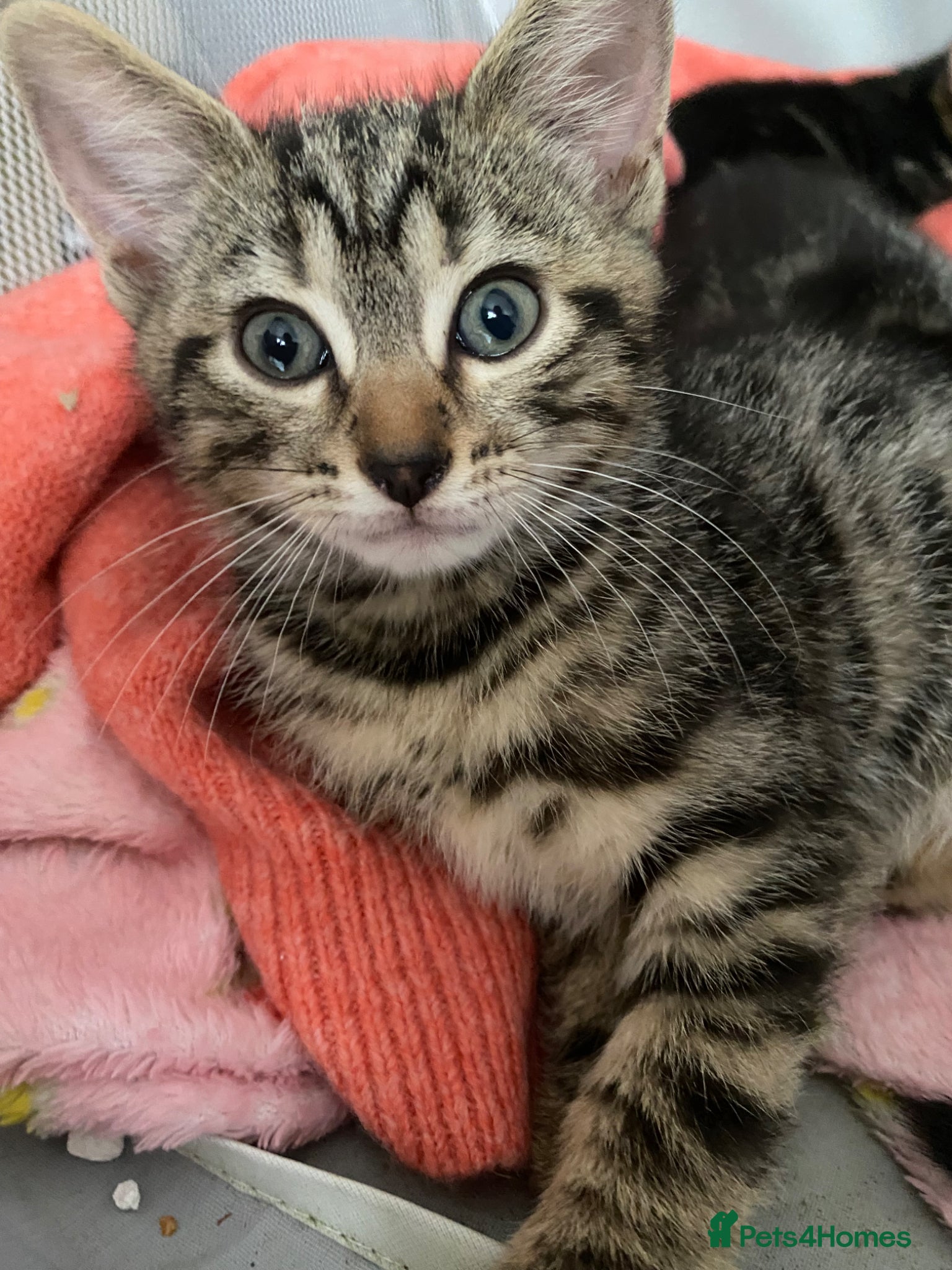 Bengal cats Ready to leave Bengal kittens ❤️ - Advert 5