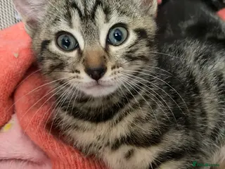 Bengal cats Ready to leave Bengal kittens ❤️ - Advert 5