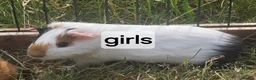 Guinea Pig rodents for sale: Mixed pairs of guinea pigs available  - Advert 4