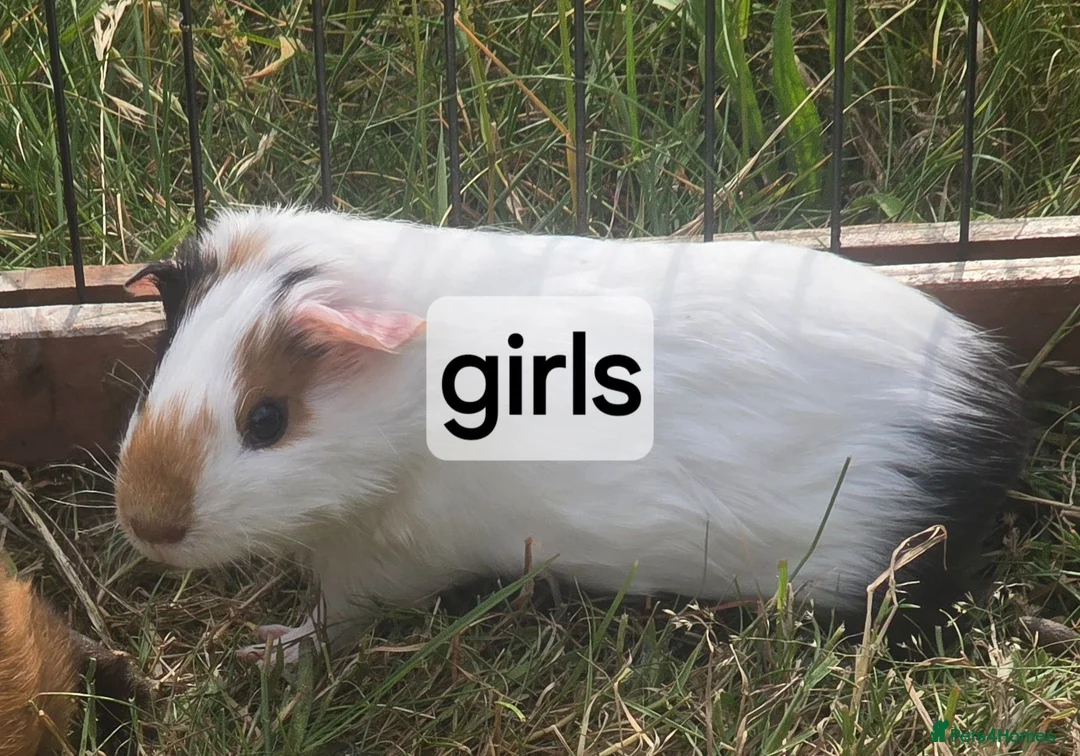 Guinea Pig rodents for sale: Mixed pairs of guinea pigs available  - Advert 4