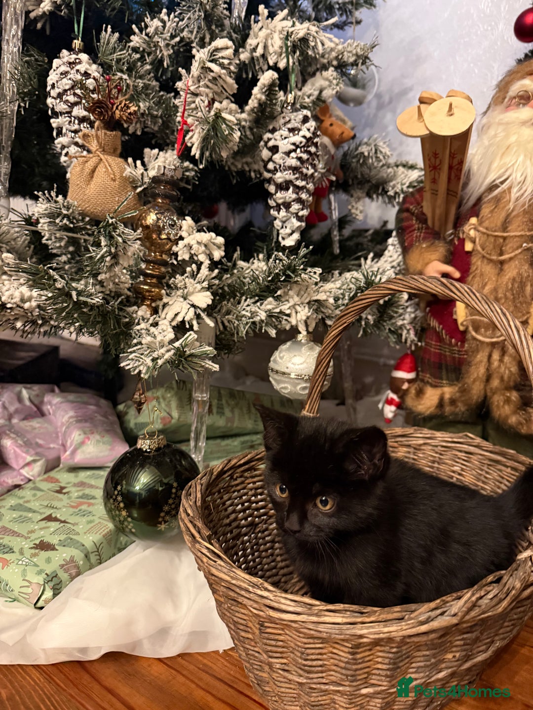 Mixed Breed cats for sale:  **  kittens for Sale  - Advert 8