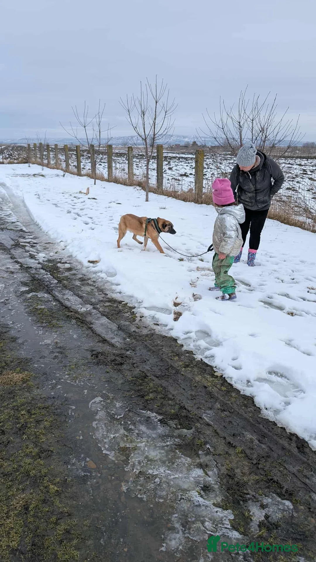 Mixed Breed dogs for adoption: Norman for adoption - Advert 2