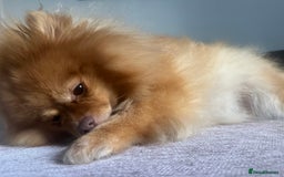 Pomeranian dogs for sale: Pomeranians - Image 7