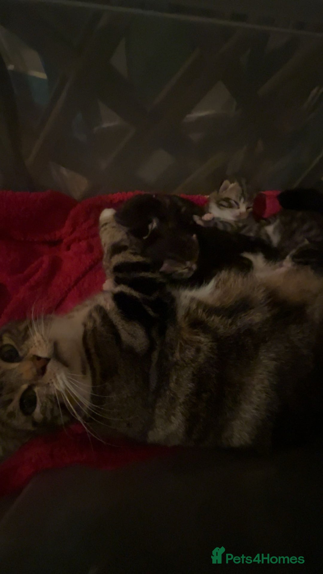 Mixed Breed cats for sale: 5 Little Furballs Looking For Loving Homes😻😻 - Advert 2