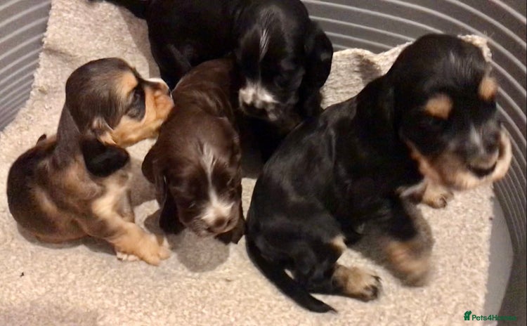 Cocker Spaniel dogs - Advert 2