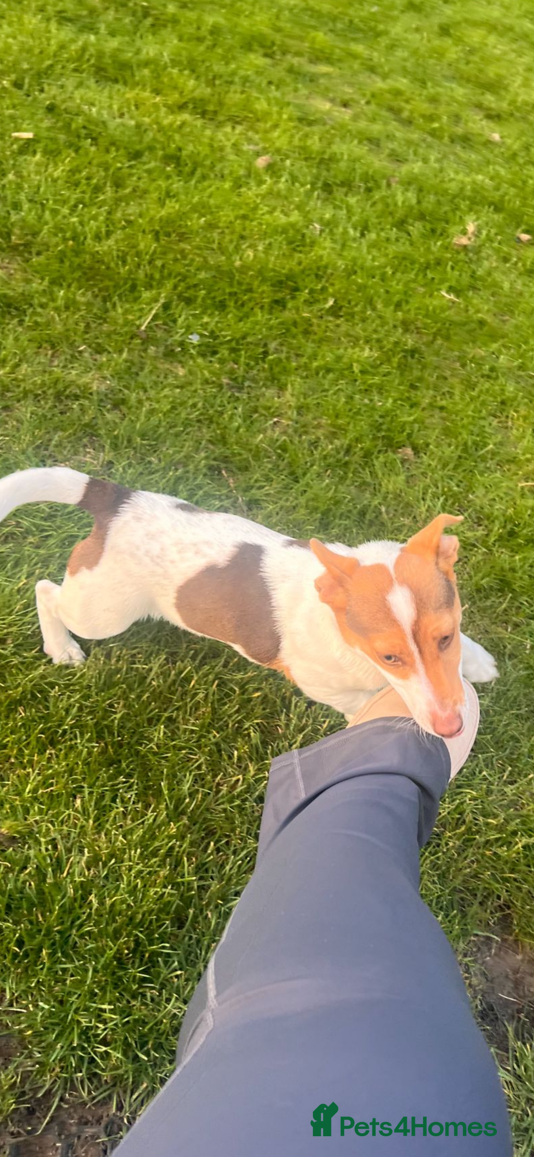 Jack Russell dogs for sale: Sad sale - Advert 3