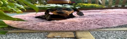 Miniature Dachshund dogs for sale: Puppy for Sale Outstanding KC Male Mini Dachshund  - Advert 8