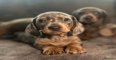 Miniature Dachshund dogs miniature dachshund puppies - Advert 8