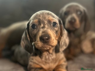 Miniature Dachshund dogs miniature dachshund puppies - Advert 7