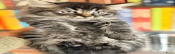 British Shorthair cats for sale: Stunning BSH Kittens Ready Now! - Advert 17
