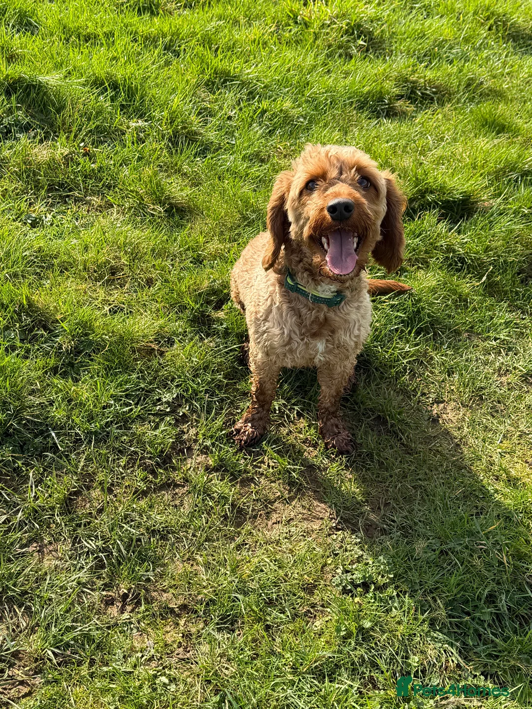 Cavapoo dogs for sale: Cavapoo - Advert 5