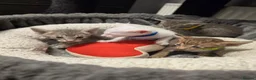 Oriental cats for sale: Gorgeous Oriental kittens! - Advert 6