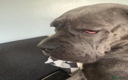 Cane Corso dogs for sale: Beautiful Cane Corso puppies for sale  - Image 3