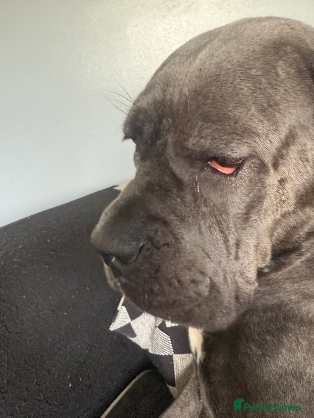 Cane Corso dogs for sale: Beautiful Cane Corso puppies for sale  - Image 3