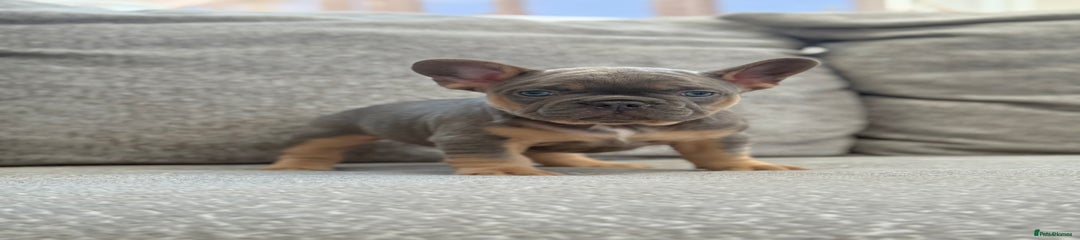 French Bulldog Puppy 1