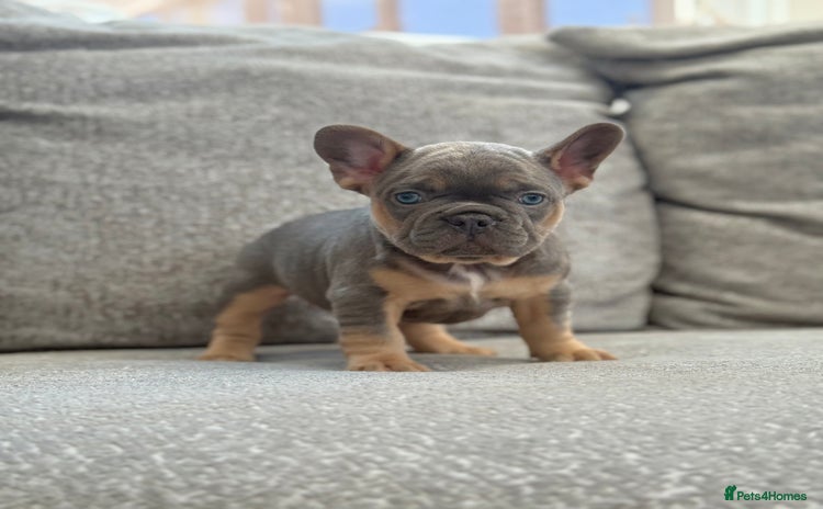 French Bulldog dogs - Advert 11