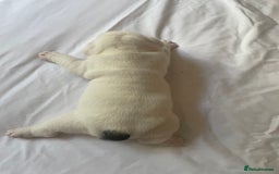 English Bulldog dogs for sale: 4 KC English Bulldog Puppies  - Image 25