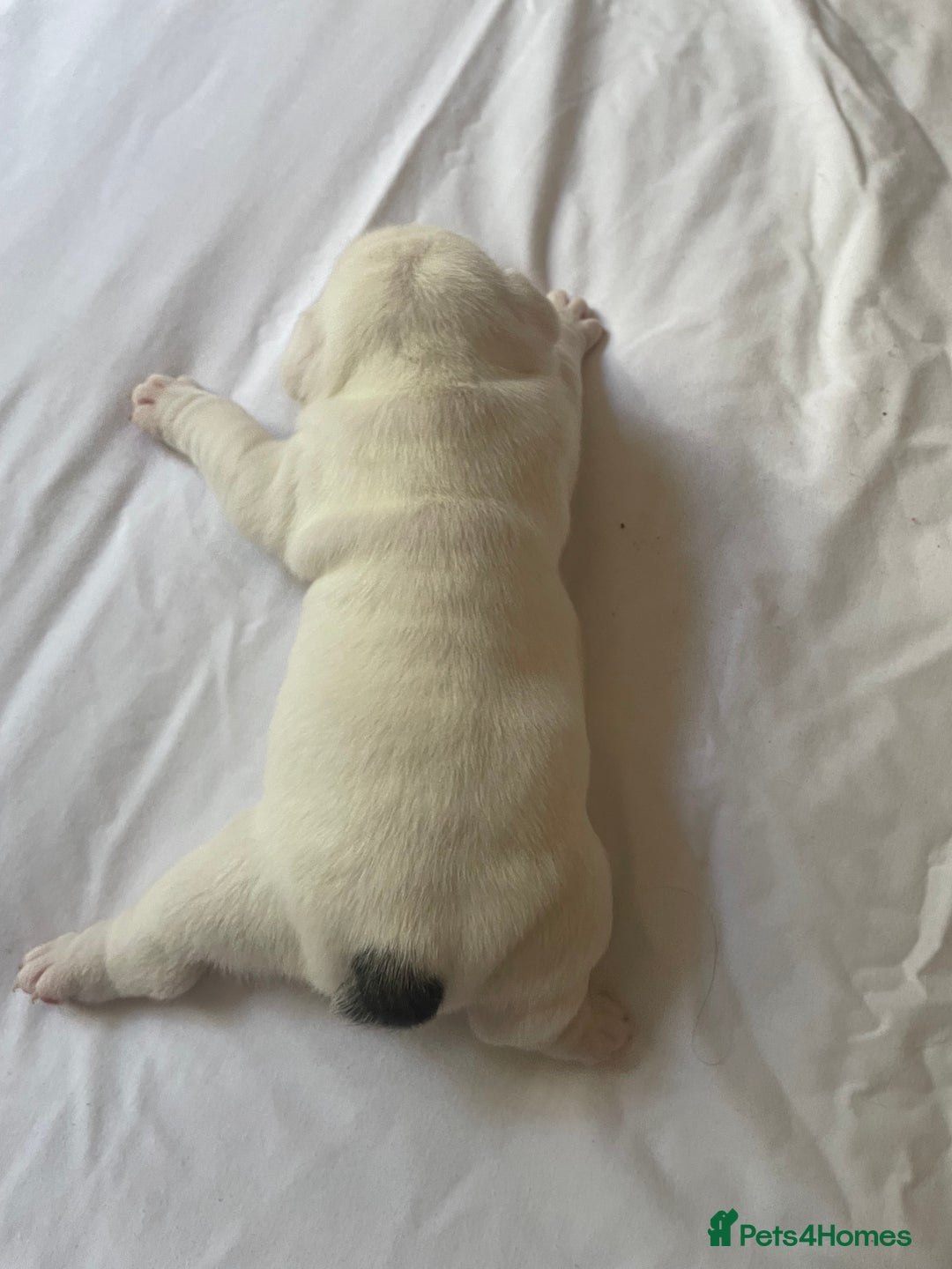 English Bulldog dogs for sale: 4 KC English Bulldog Puppies  - Image 25