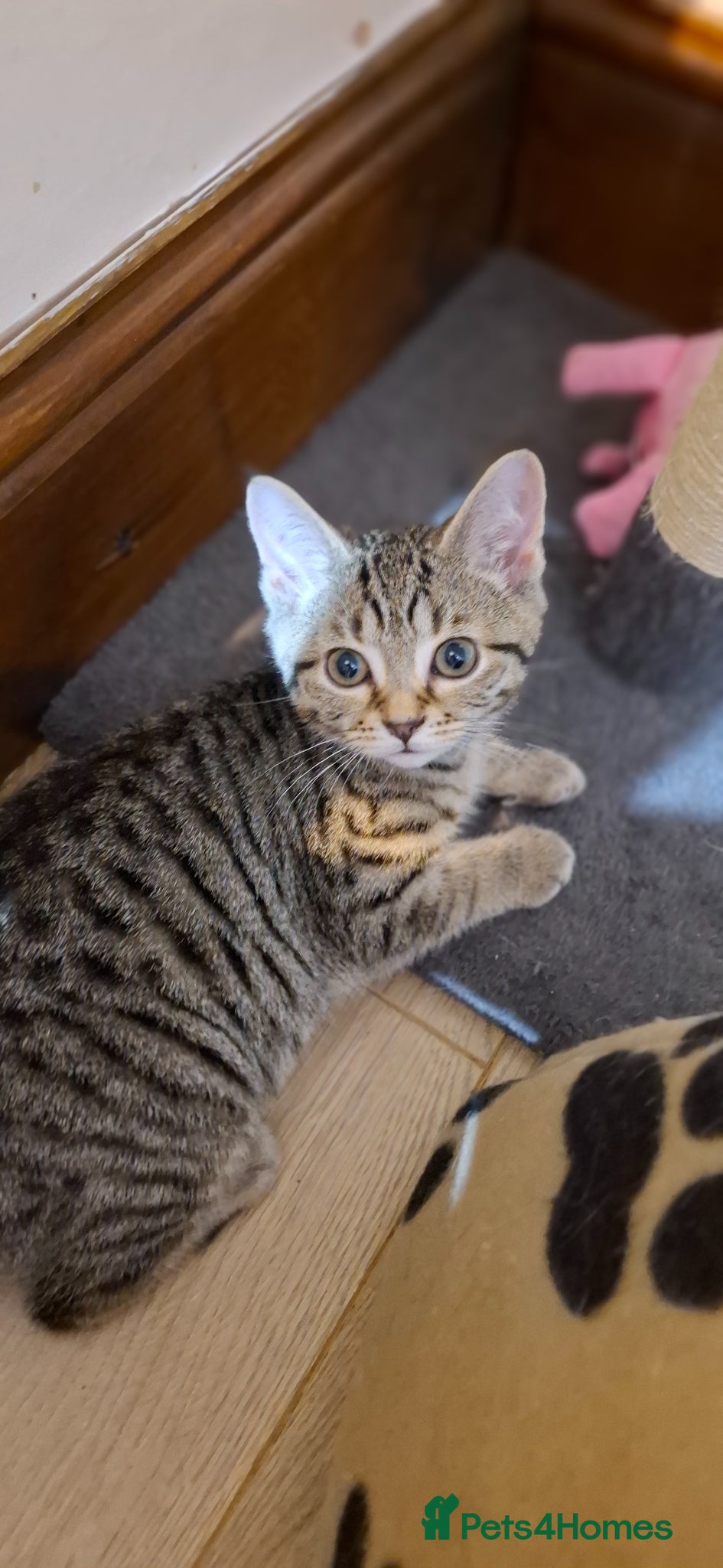 British Shorthair cats Kitten boy  - Advert 18
