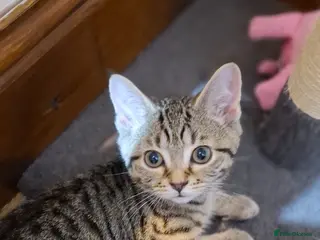 British Shorthair cats Kitten boy - Advert 18