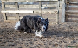 Border Collie dogs for stud: ISDS & KC hip scored, DNA tested lilac carrier in Stockport - Image 1