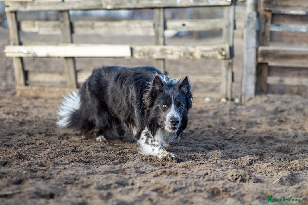 Border Collie dogs for stud: ISDS & KC hip scored, DNA tested lilac carrier in Stockport - Image 1