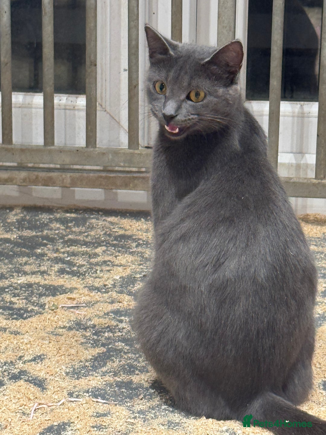 Mixed Breed cats for sale: 5 lovely kittens for sale  - Image 24
