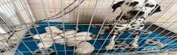 Dalmatian dogs for sale: 🐾🏆Dalmatian puppies🏆🐾 - Advert 1