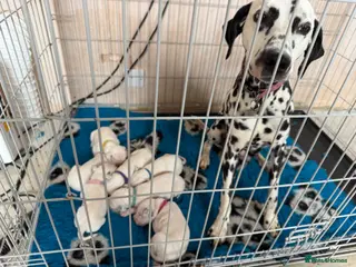 Dalmatian dogs 🐾🏆Dalmatian puppies🏆🐾 - Advert 7