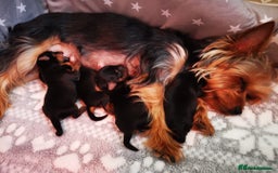 Yorkshire Terrier dogs for stud:  Miniature Experienced Yorkshire Terrier STUD  - Image 11