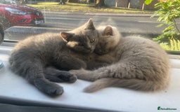 British Shorthair cats for sale: Beautiful British short hair kittens  - Image 20