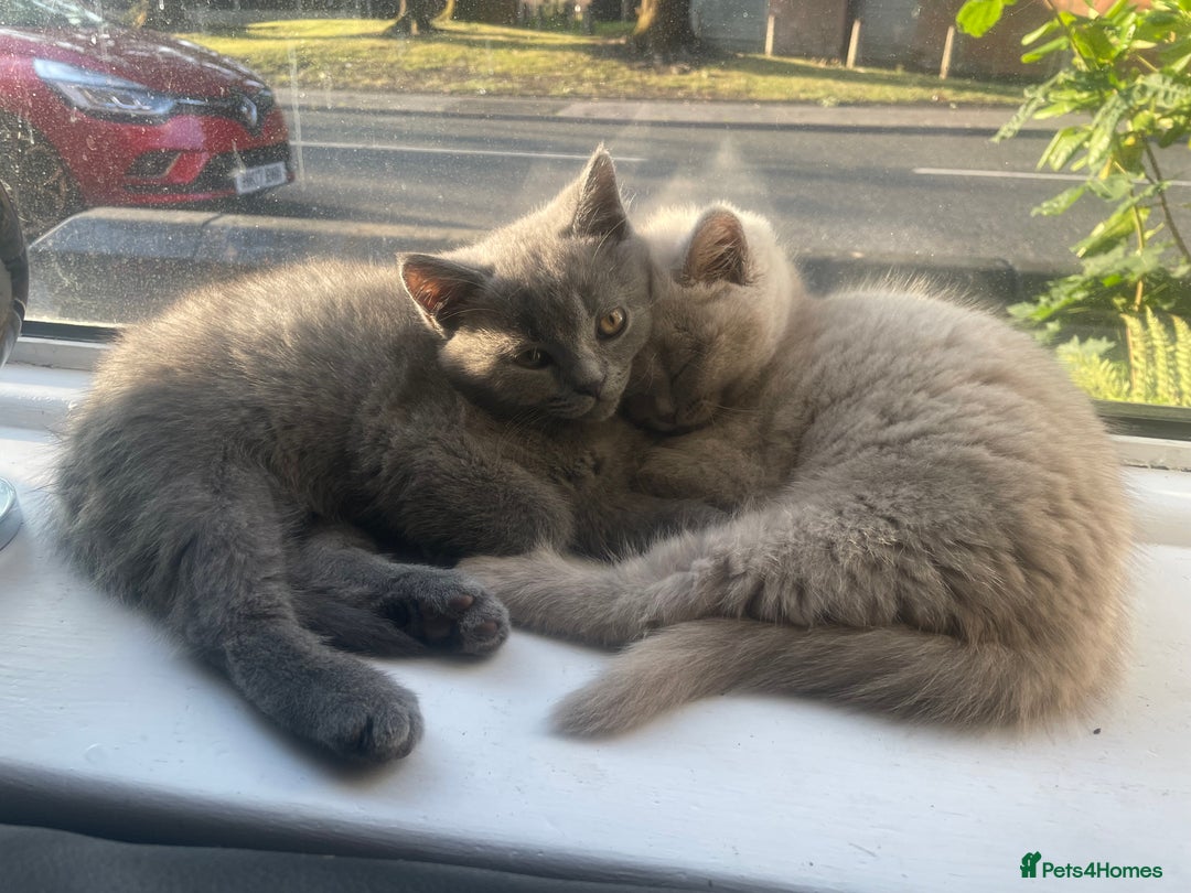 British Shorthair cats for sale: Beautiful British short hair kittens  - Image 20