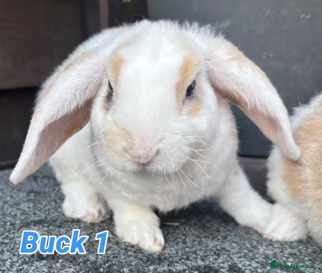 Mini Lop rabbits for sale: Mini Plush Lops Bucks. Hypoallergenic Fur. - Advert 2