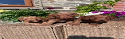 Cockapoo dogs for sale: Beautiful Toy Cockapoo Puppies (Health Tested)  - Advert 11