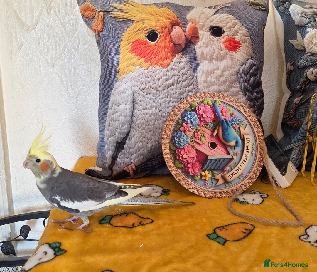 Cockatiels birds for sale: Fully weaned hand tame male baby cockatiel  - Image 12