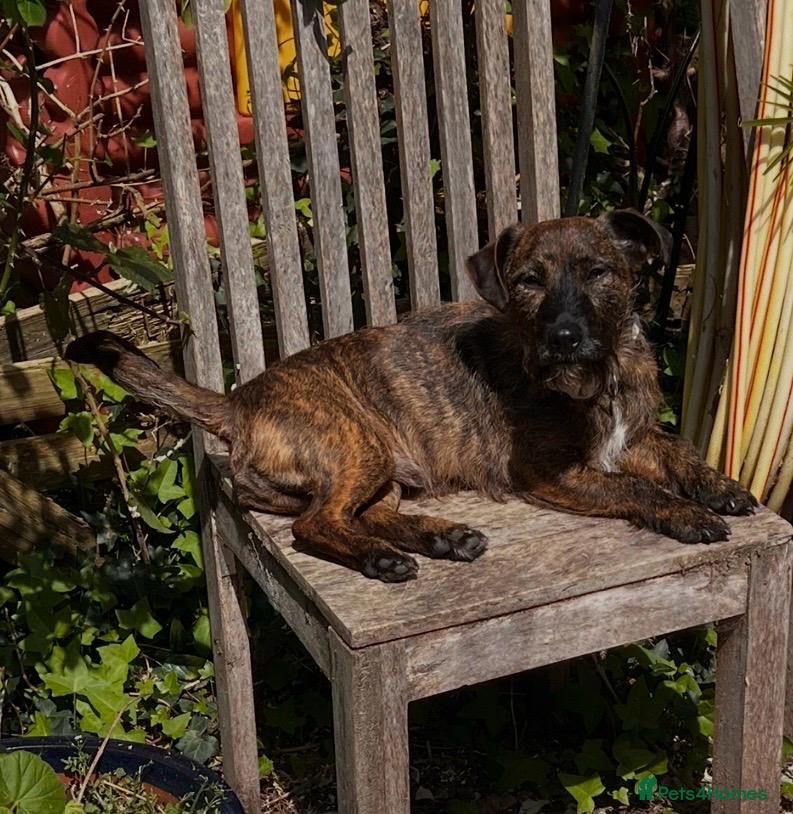 Mixed Breed dogs 3 year old male Jackchu  - Advert 2