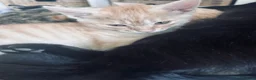 Mixed Breed cats for sale: Six kittens  - Advert 5